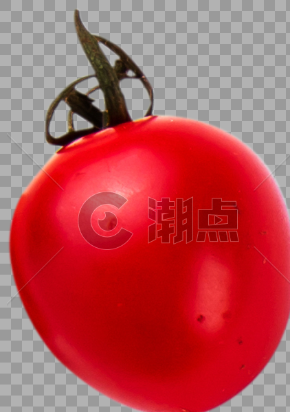 小番茄图片素材免费下载