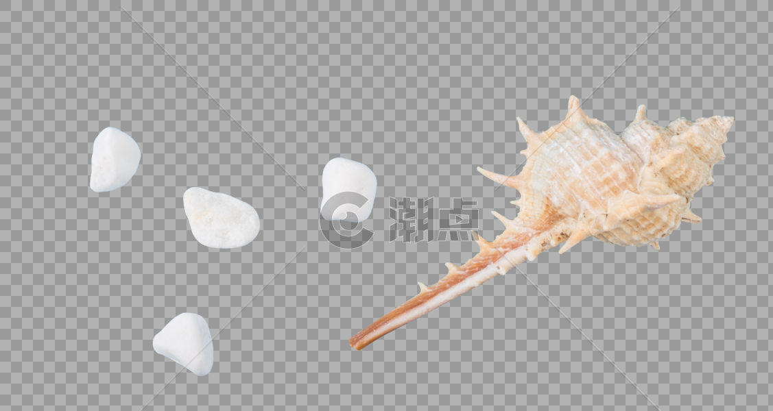 海螺贝壳图片素材免费下载