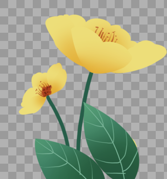 植物黄色花朵图片素材免费下载