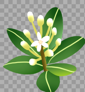 植物手绘白色花卉图片素材免费下载