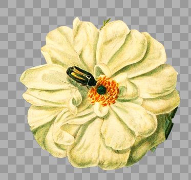 甲虫与花朵图片素材免费下载