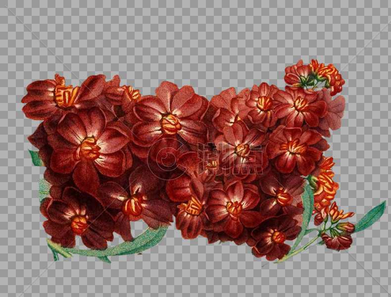 一簇红色花朵图片素材免费下载