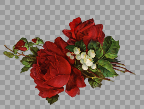 红玫瑰白铃花图片素材免费下载