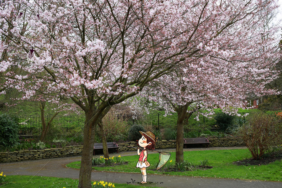 女孩在公园看樱花图片素材免费下载