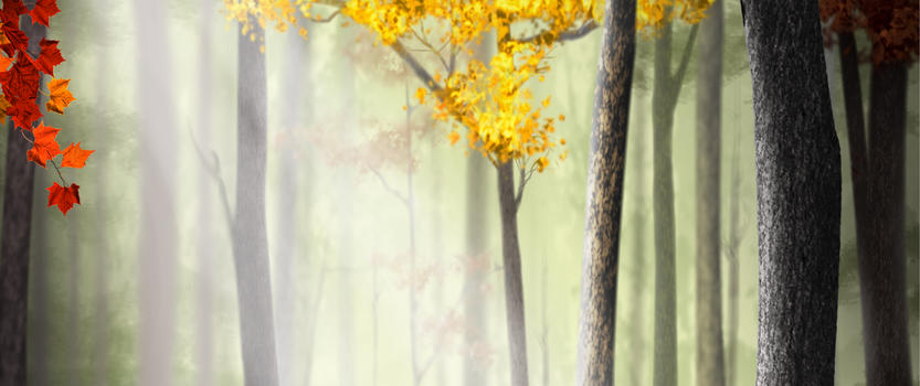 秋色森林背景图片素材免费下载