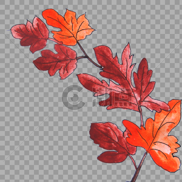 红色花卉图片素材免费下载