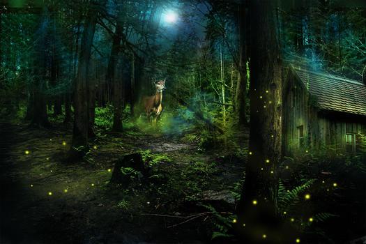 梦幻森林场景图片素材免费下载