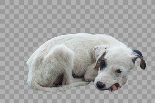 狗年的狗照片图片素材免费下载