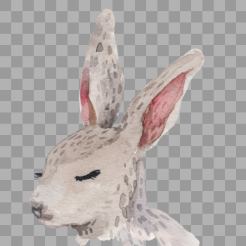 宠物兔子图片素材免费下载