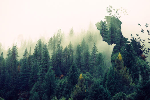 创意森林场景图片素材免费下载