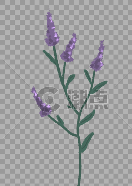 紫色花卉植物图片素材免费下载