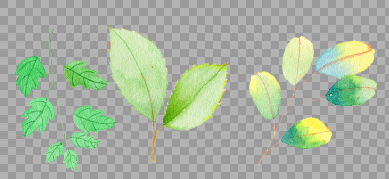 小清新植物树叶图片素材免费下载