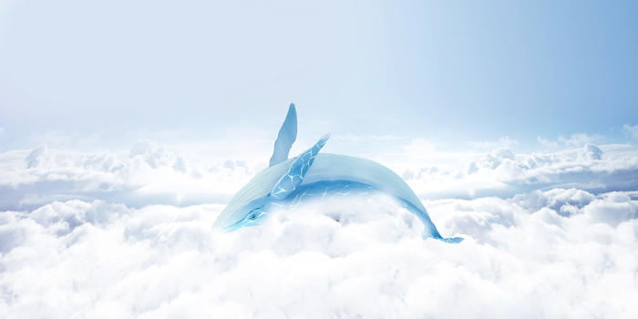 翱翔的鲸鱼图片素材免费下载