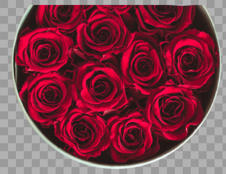 玫瑰永生花图片素材免费下载