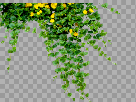 绿色树藤黄色花图片素材免费下载