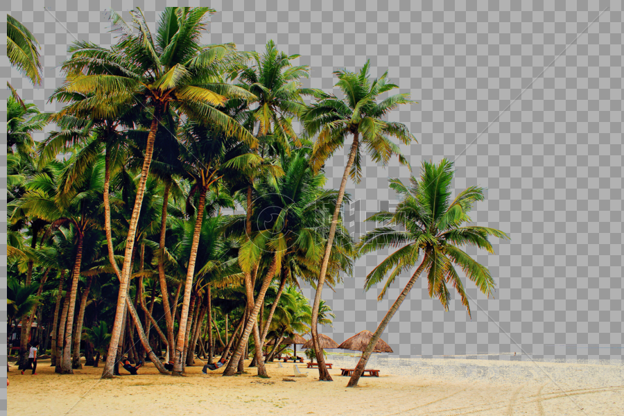 沙滩椰树图片素材免费下载
