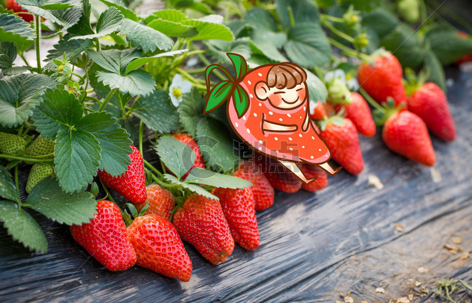 等待采摘的草莓图片素材免费下载