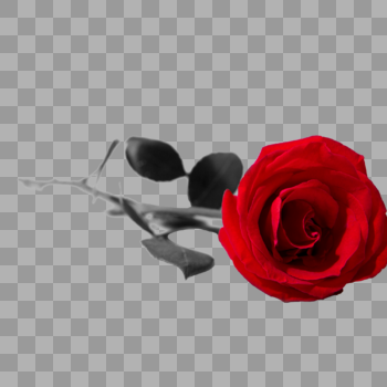 玫瑰花鲜花元素图片素材免费下载