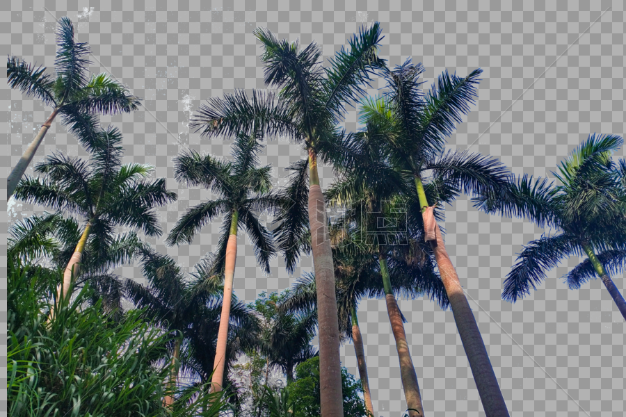 夏日椰子树叶沙滩海滩图片素材免费下载