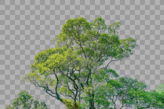 立面树绿色树木植物图片素材免费下载