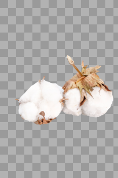 棉花植物花朵服装材质图片素材免费下载