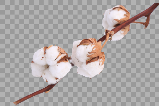 冬日里盛开的木棉花图片素材免费下载