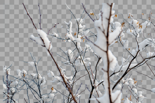 雪中白色树枝图片素材免费下载