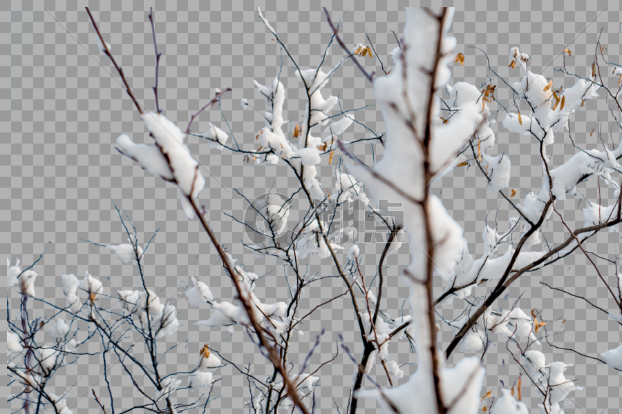 雪中白色树枝图片素材免费下载