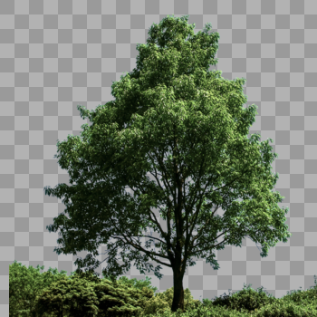 树图片素材免费下载