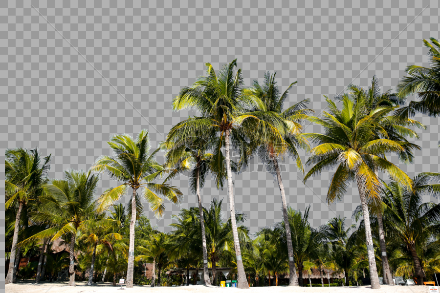 椰子树叶图片素材免费下载