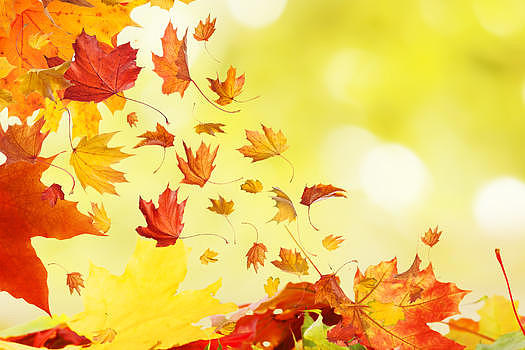 秋季树叶背景图片素材免费下载