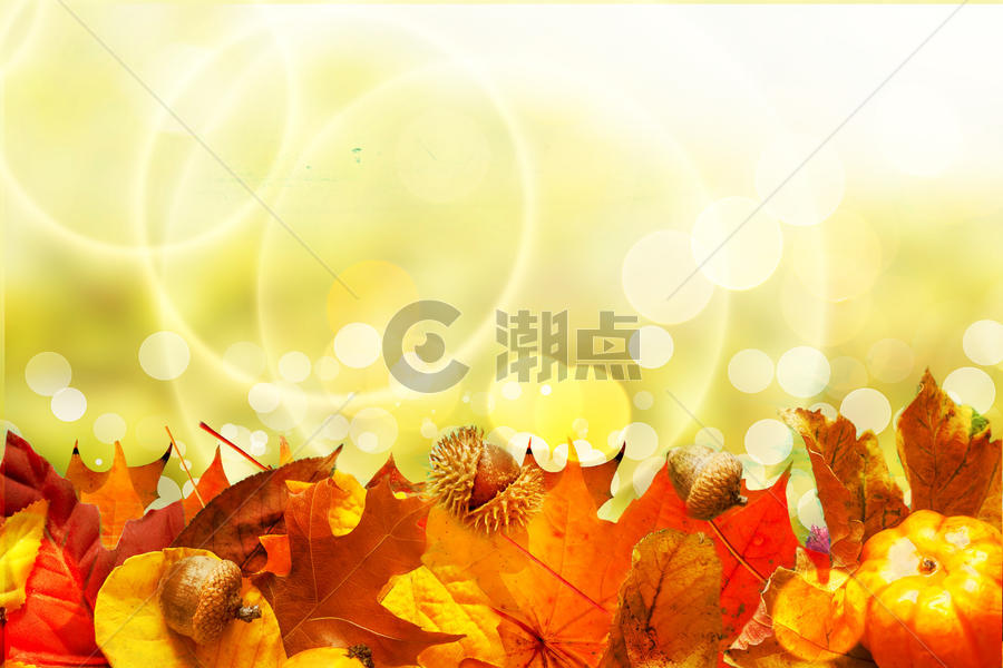 秋季红叶图片素材免费下载