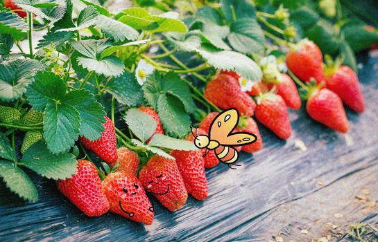 草莓与小蝴蝶创意摄影插画图片素材免费下载