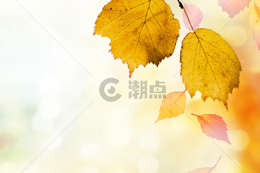 秋季枫叶图片素材免费下载