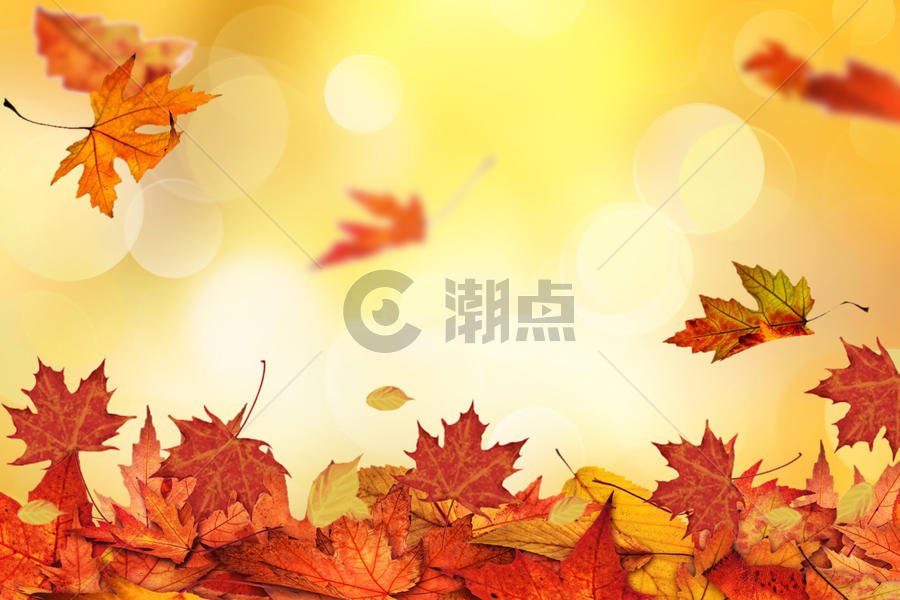 秋天枫叶背景图片素材免费下载