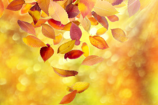 秋季背景图片素材免费下载