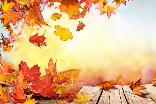 秋季背景图片素材免费下载