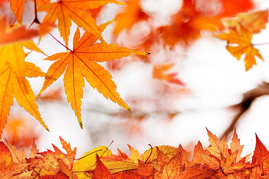 秋季落叶图片素材免费下载