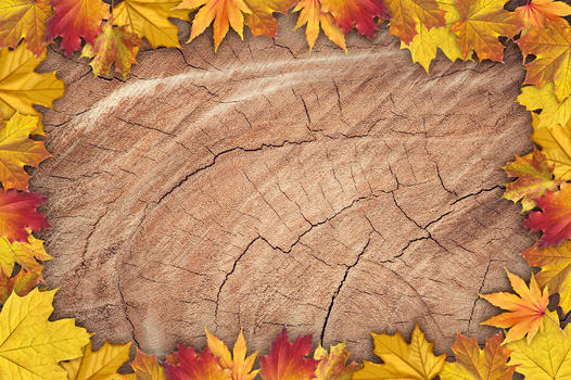 秋季实木背景图片素材免费下载