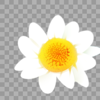 手绘白色的花朵图片素材免费下载