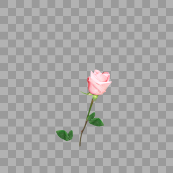 粉色玫瑰花束装饰图案图片素材免费下载