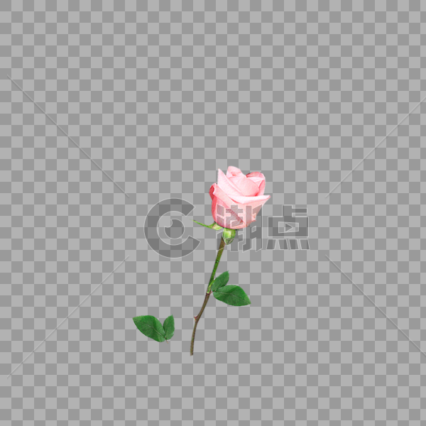粉色玫瑰花束装饰图案图片素材免费下载