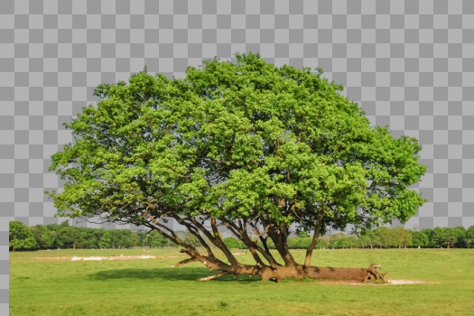 桑葚树木图片素材免费下载