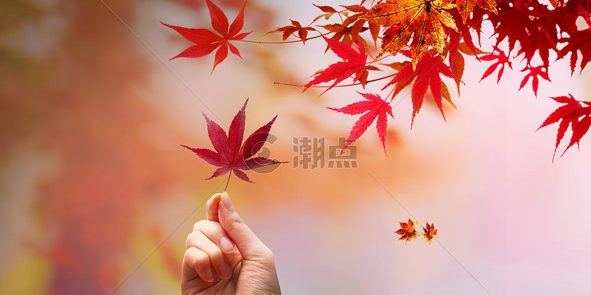 秋天枫叶图片素材免费下载