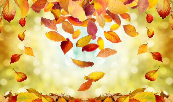 秋季枫叶图片素材免费下载