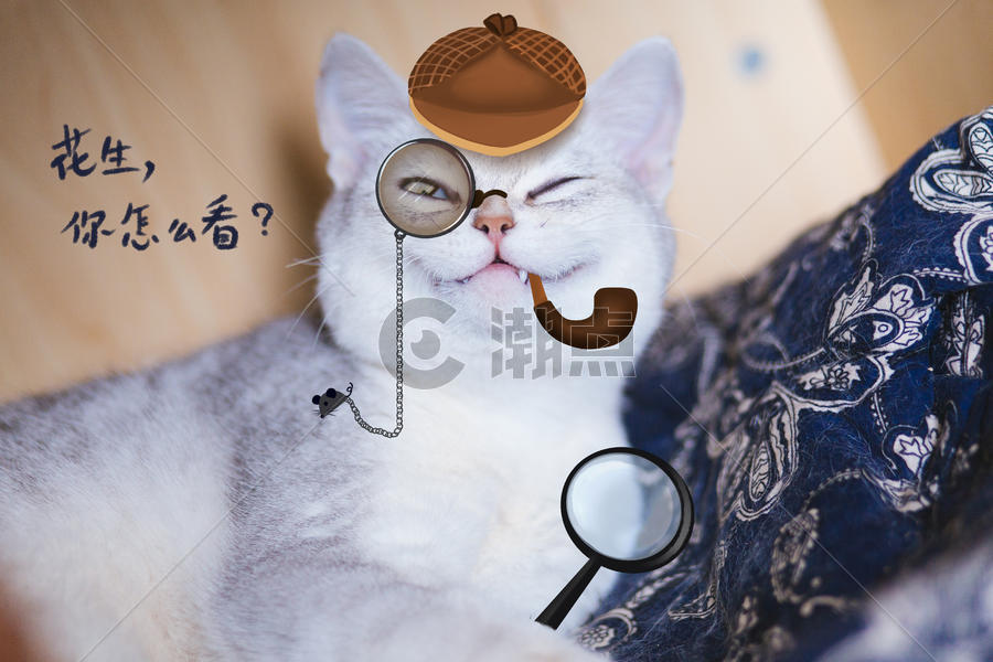 侦探猫图片素材免费下载