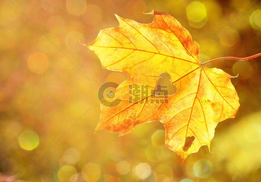 秋天叶子图片素材免费下载