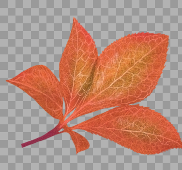 秋天叶子植被图片素材免费下载