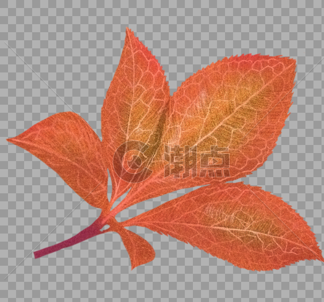 秋天叶子植被图片素材免费下载