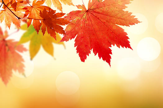 秋天枫叶背景图片素材免费下载